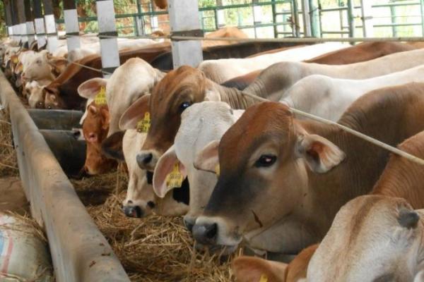 Mentan: Stok Sapi Siap Potong Cukup, Masyarakat Tidak Perlu Khawatir