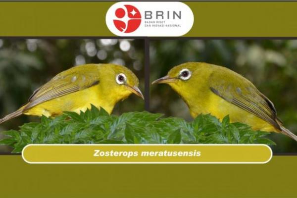 BRIN Temukan Dua Spesies Burung di Pegunungan Meratus