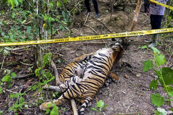 Tiga Harimau Sumatera Ditemukan Mati Terkena Jerat Babi