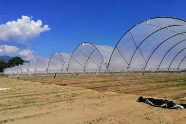 Kementan Minta Petani Cabai Gunakan Rain Shelter untuk Amankan Produksi