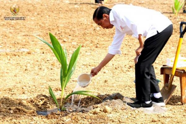 Presiden Jokowi Tanam Kelapa Genjah Bareng Ratusan Petani