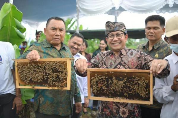 Kunker ke Jembrana, Gus Halim Panen Jagung dan Madu Bersama Warga