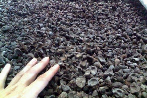 RI Bidik Pasar Jepang untuk Ekspor Produk Cangkang Sawit
