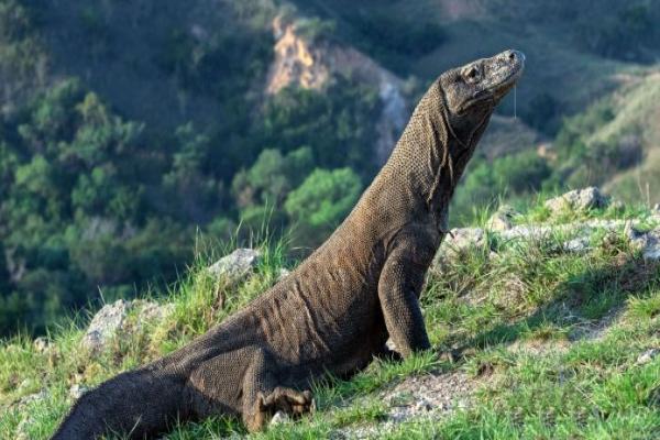 Menparekraf Sebut Tiket Masuk Taman Nasional Komodo Rp3,75 Juta Dibatalkan