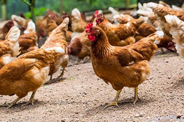 Indonesia Sukses Lakukan Uji Ekspor Ayam Hidup ke Singapura