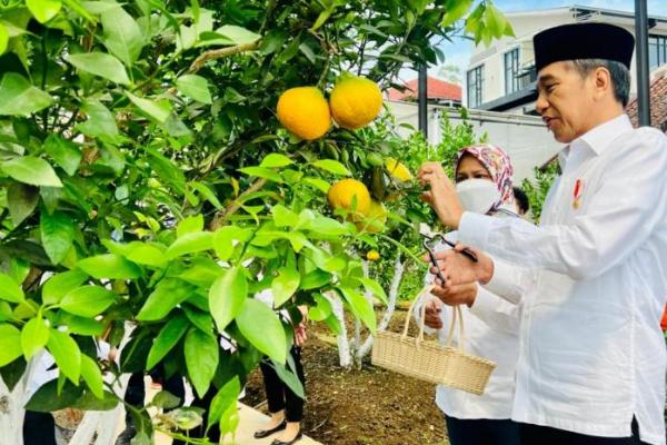 Presiden Jokowi Apresiasi Model Bisnis Pertanian di Ponpes Al Ittifaq