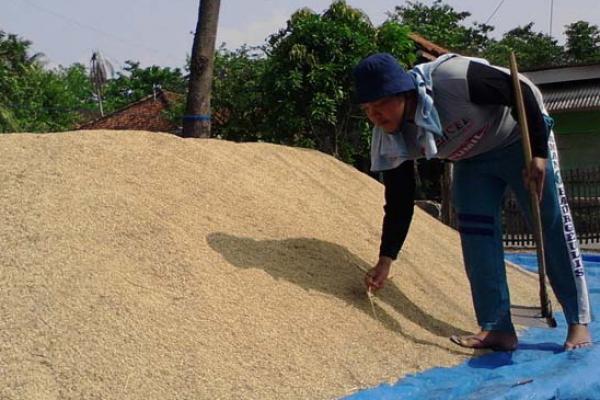 BPS: Harga Gabah dan Beras Turun