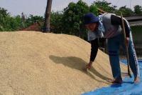 Bulog Serap 30 Juta Ton Gabah Petani Setiap Hari