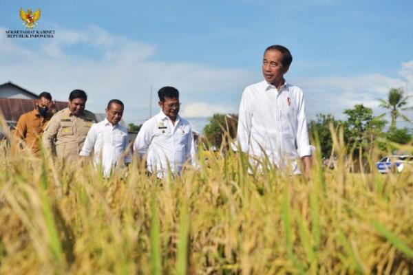 Tinjau Panen Raya di Maros, Presiden Jokowi Harap Bisa Bantu Daerah Lain