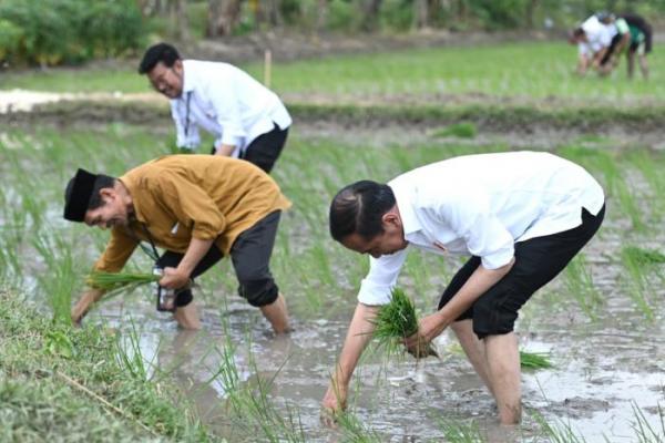 Presiden Jokowi Tanam Padi Bersama Petani di Tuban, Apresiasi Penggunaan Pupuk Organik