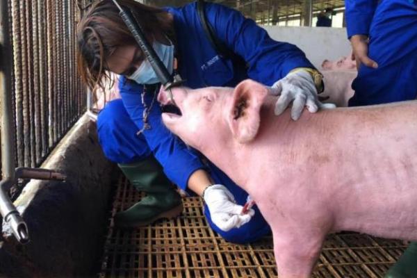 Singapura Buka Lagi Impor Babi dari Batam