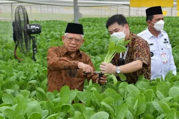 Wapres Maruf Amin Minta Batamindo Green Farm Kembangkan Kemitraan Inti Plasma