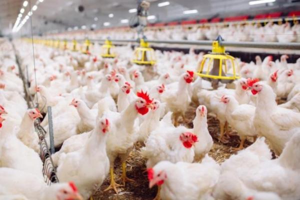 Tingkatkan Mutu dan Keamanan Pangan, DKP Kota Tangerang Bina Pelaku Usaha Pemotongan Ayam
