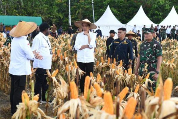 Presiden Jokowi Tinjau Langsung Ladang Jagung di Keerom Papua