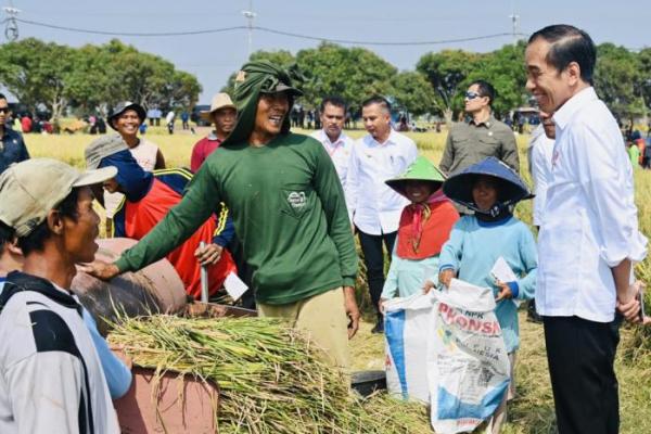 Tinjau Panen Raya di Indramayu, Presiden Jokowi Pastikan Produksi Padi Baik