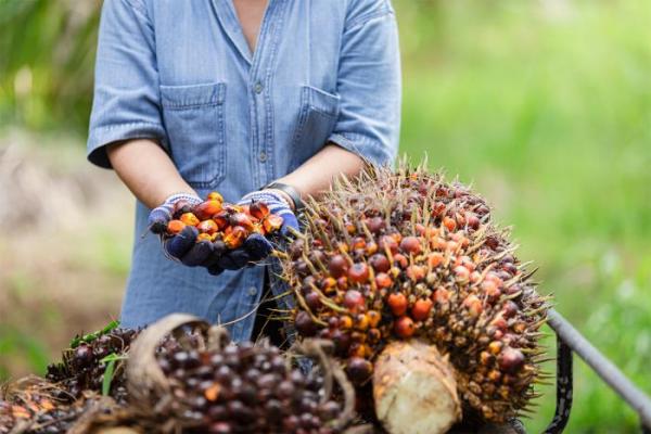 Harga TBS Kelapa Sawit Meroket 0,61%