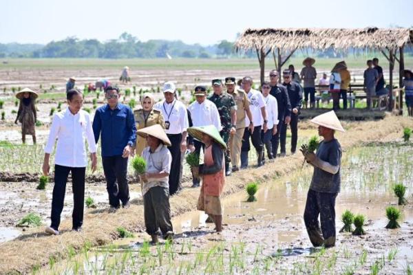 Presiden Jokowi Pastikan Cadangan Beras Terkendali