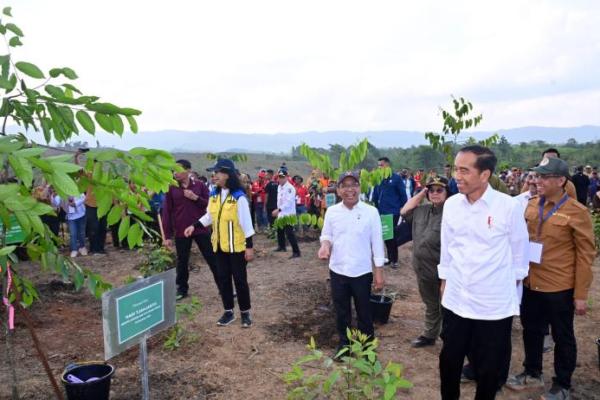 Presiden Jokowi Mulai Penghijauan di IKN, Bangun Hutan Hujan Tropis yang Beragam