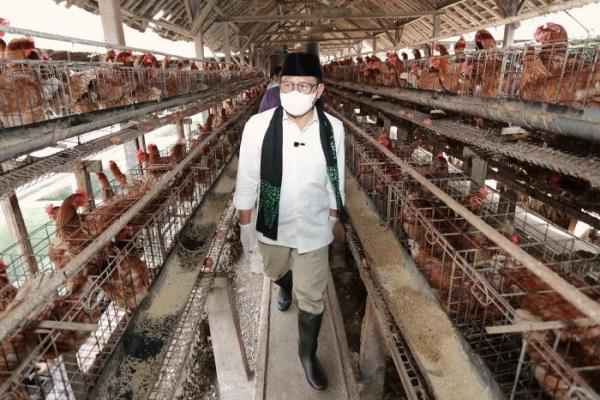 Gus Imin: Pemerintah Harus Jadi Penyangga Peternak dan Petani
