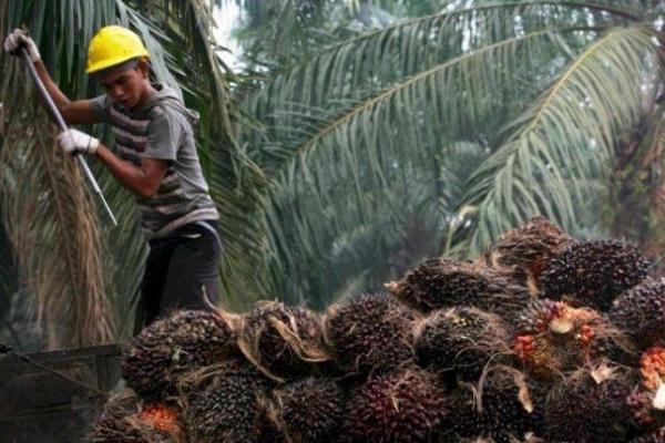 Konsumsi India dan Tiongkok Naik, Harga Referensi CPO Terkerek