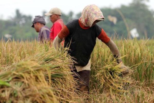 Menteri Pertanian Sebut Produksi Padi Januari-Maret 2025 Naik 50 Persen