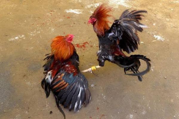 Polisi Gerebek Lokasi Sabung Ayam di Sidoarjo, 16 Ayam dan 24 Motor Disita