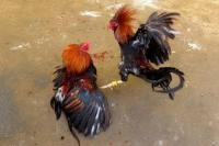 Polisi Gerebek Lokasi Sabung Ayam di Sidoarjo, 16 Ayam dan 24 Motor Disita