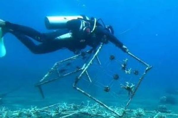 Jaga Ekosistem Laut, Kopaska TNI AL Tanam Terumbu Karang di Bangsring Banyuwangi
