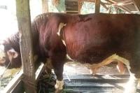 Provinsi Riau Dapat 13 Sapi Kurban dari Presiden Prabowo Subianto