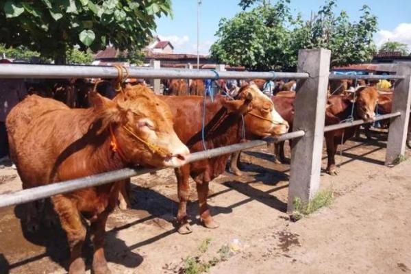 Jelang Idul Adha, Harga Sapi Kurban di Pasar Jetis Ponorogo Turun
