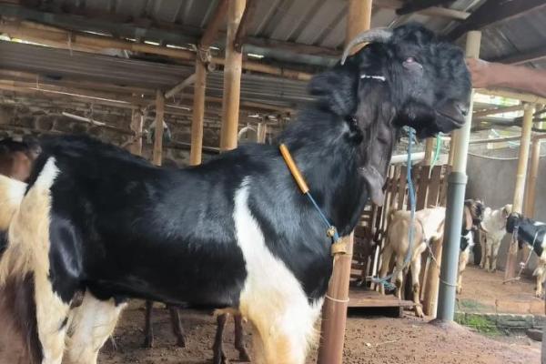 Pemprov NTB Siapkan 159 Hewan Kurban Untuk Perayaan Idul Adha 1446 Hijriah