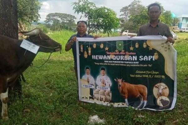 Gubri Abdul Wahid Salurkan 131 Sapi Kurban ke Penjuru Riau