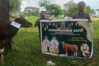 Gubri Abdul Wahid Salurkan 131 Sapi Kurban ke Penjuru Riau