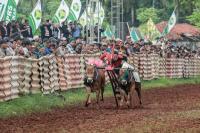 64 Peserta Ramaikan Karapan Sapi Piala Bupati Sumenep