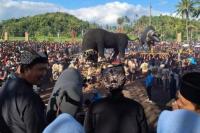 Tradisi Keboan Aliyan Banyuwangi Kembali Digelar, Warga Kerasukan Layaknya Kerbau