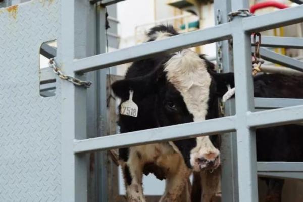 Kementan RI Datangkan Sapi Perah Australia, Perkuat Produksi Susu Nasional