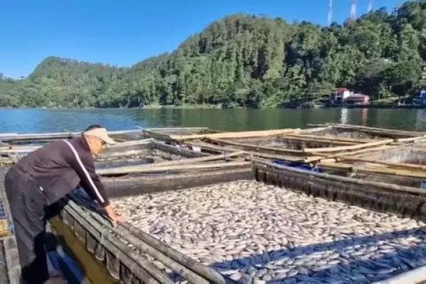 Gas Belerang Diduga Picu Kematian Massal Ikan di Telaga Ngebel