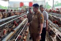 Wabup Blitar Tinjau Peternakan Ayam, Pastikan Dukungan untuk Program Makan Gratis