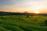 Pemprov Bali Diminta Turun Tangan Atasi Isu Degradasi Kawasan UNESCO Jatiluwih