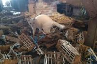 Karung Berisi Belasan Kepala Kucing Gegerkan Pasar Sepanjang